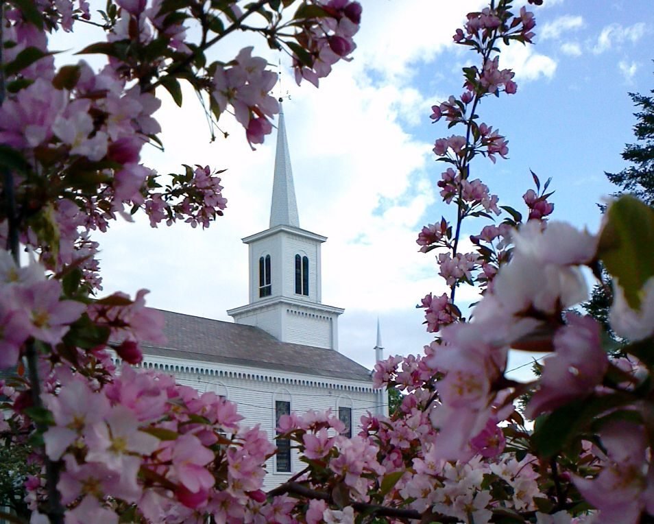 The church steeple framed by spring blossoms